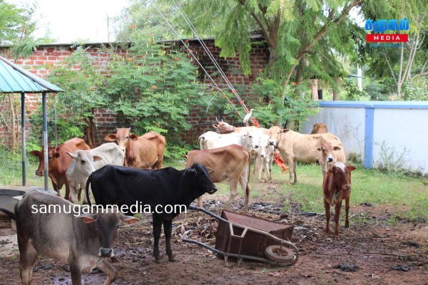 வவுனியாவில் வீதிகளை ஆக்கிரமித்த கட்டாக்காலி மாடுகள் - களத்தில் இறங்கிய அதிகாரிகள் 